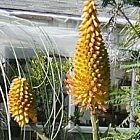 Aloe arborescens ?loe candelabro - Candelabros semillas