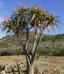 Aloe bainesii Tree Aloe seeds