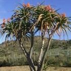 Aloe bainesii  semi