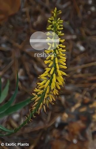 Aloe barberae Giant tree Aloe seeds