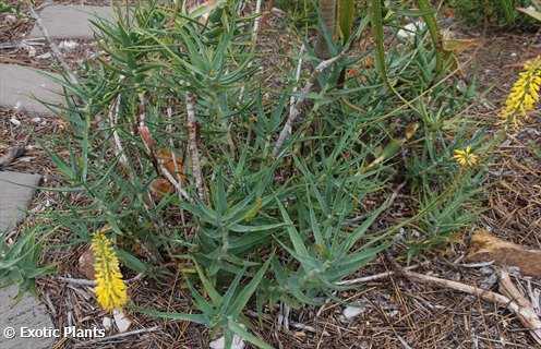 Aloe barberae Giant tree Aloe seeds