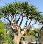 Aloe barberae gigantesco albero Aloe semi