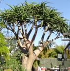 Aloe barberae Aloe ?rbol gigante semillas