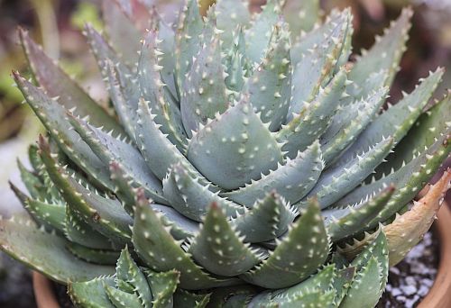 Aloe brevifolia Short Leaf Aloe seeds