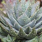 Aloe brevifolia Kurzbl?ttrige Aloe Samen