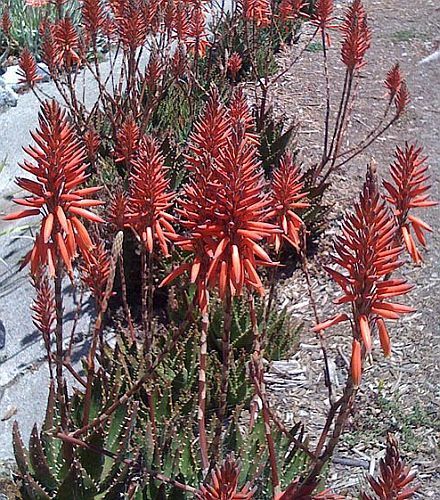 Aloe castanea cat tail aloe seeds