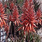 Aloe castanea gato cola aloe semillas