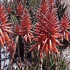 Aloe castanea  cемян