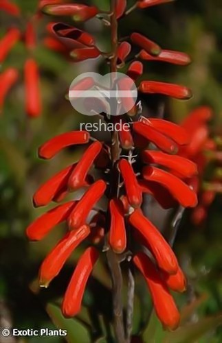 Aloe ciliaris climbing Aloe seeds