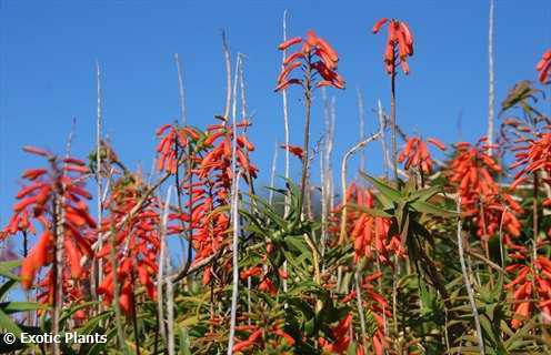 Aloe ciliaris climbing Aloe seeds