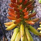 Aloe cryptopoda sinonimo: Aloe wickensii semi