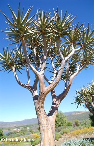 Aloe dichotoma quiver tree seeds