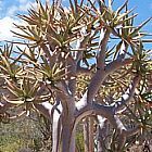 Aloe dichotoma Kokerboom graines