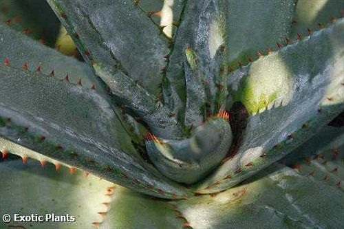 Aloe ferox Cape Aloe - Aloe Amargo - Aloe Vermelho - Tap Aloe sementes