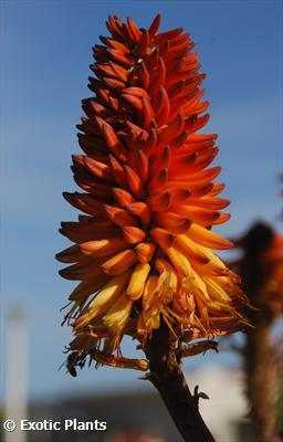 Aloe ferox Cape Aloe - Bitter Aloe - Red Aloe - Tap Aloe seeds