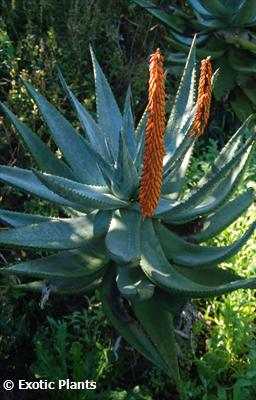Aloe ferox Cape Aloe - Aloe Amargo - Aloe Vermelho - Tap Aloe sementes