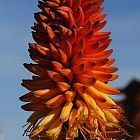 Aloe ferox ?loe del Cabo semillas