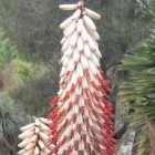 Aloe ferox white