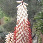 Aloe ferox white  semi