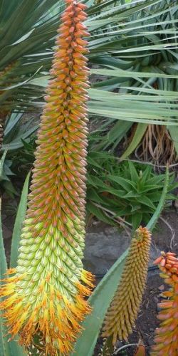 Aloe ferox x thraskii Hybrid between Aloe ferox and Aloe thraskii seeds