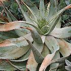 Aloe hereroensis  semillas