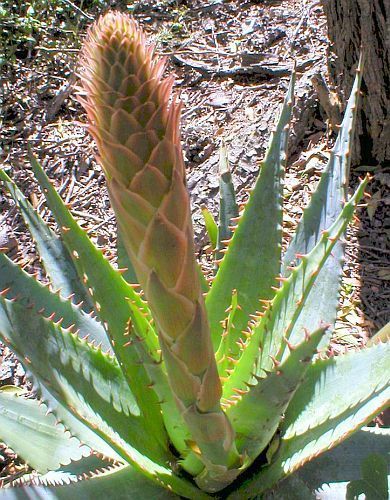 Aloe lineata synonym: Aloe perfoliata var. lineata seeds