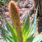 Aloe lineata Aloe Samen