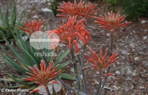 Aloe maculata soap Aloe - zebra Aloe seeds