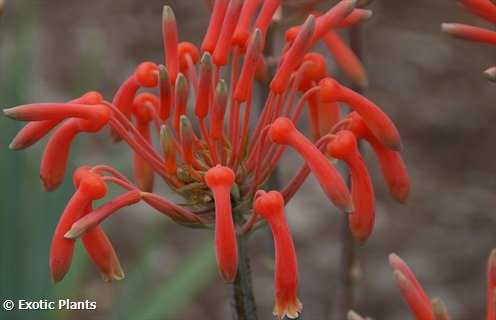 Aloe maculata soap Aloe - zebra Aloe seeds