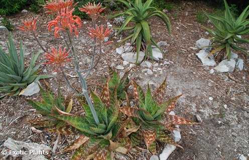 Aloe maculata soap Aloe - zebra Aloe seeds