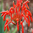 Aloe maculata