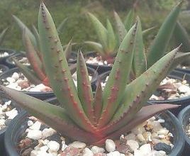 Aloe microstigma Succulent seeds