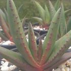 Aloe microstigma Succulente graines