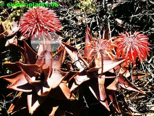 Aloe pearsonii Pearsons aloe seeds