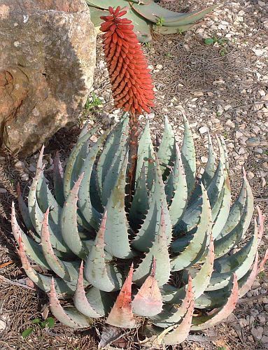 Aloe peglerae succulent seeds