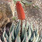 Aloe peglerae Aloe Samen