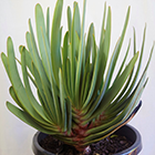 Aloe plicatilis Aloe graines