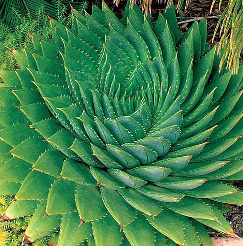 Aloe polyphylla spiral aloe seeds