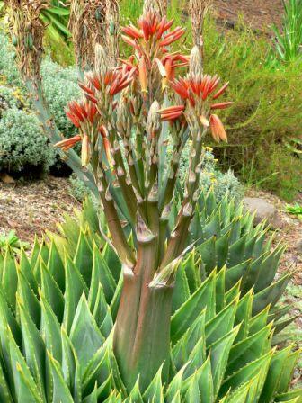 Aloe polyphylla spiral aloe seeds