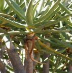 Aloe ramosissima synonyme: Aloe dichotoma var. ramosissima graines