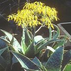 Aloe reynoldsii succulent graines