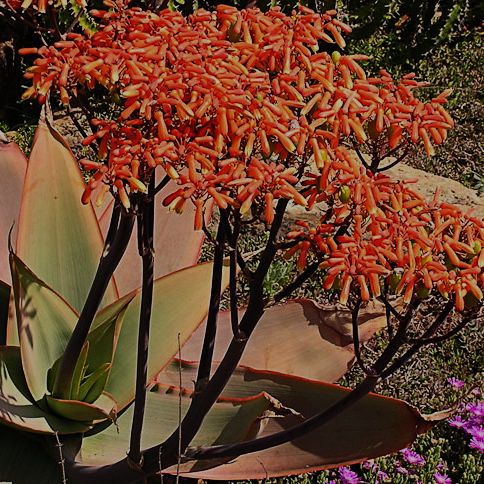 Aloe striata Coral Aloe seeds