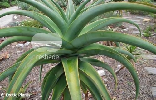 Aloe suprafoliata succulent seeds