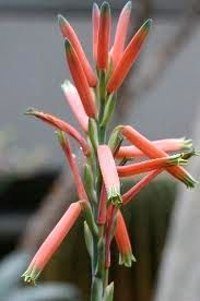 Aloe suprafoliata succulent seeds