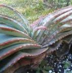 Aloe suprafoliata Aloe Samen