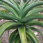 Aloe thraskii Aloe Samen