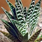 Aloe variegata tigre aloe graines