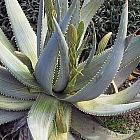 Aloe vogtsii  cемян