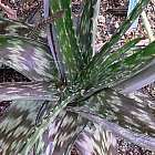 Aloe zebrina Zebra Aloe Samen