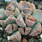 Aloinopsis luckhoffii Aloinopsis Samen